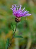 Centaurea jacea. Верхушка побега с соцветием. Московская обл., гор. округ Солнечногорск, долина р. Горетовка, окраина залежи. 25.10.2020.