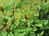 Bidens frondosa