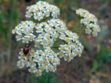 Achillea nobilis