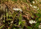 Trientalis europaea. Цветущее растение. Красноярский край, Среднесибирское плоскогорье, плато Путорана, ступень (полка) на склоне горы, лесотундра (с Picea obovata, Larix sibirica, Betula, Salix и Duschekia fruticosa), сырая низинка. 15.07.2021.