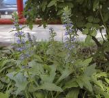 Ajuga genevensis