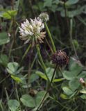 Trifolium repens