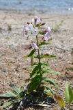 Saponaria officinalis