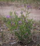 Astragalus arenarius