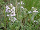 Thymus marschallianus. Верхушка цветущего растения. Ростовская обл., Персиановская степь, окр. станицы Красюковская, верхняя часть склона правого коренного берега р. Грушевка. 23 мая 2011 г.