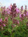 Teucrium chamaedrys