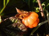 Rubus chamaemorus. Спелый плод. Полярный Урал, массив горы Пызанъиз, кустарничковая тундра. 07.08.2011.