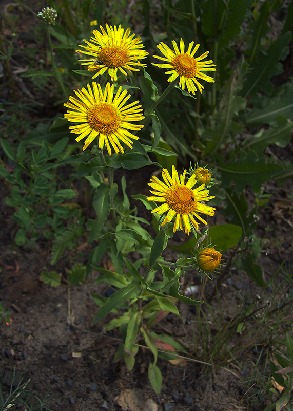 Изображение особи Inula britannica.