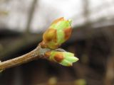 Syringa vulgaris