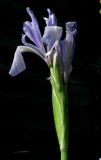 Iris biglumis