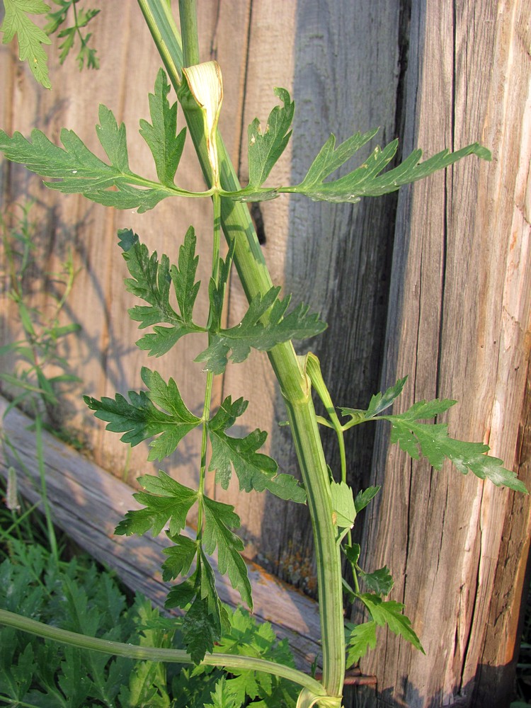 Image of Seseli libanotis specimen.