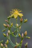 Hypericum perforatum