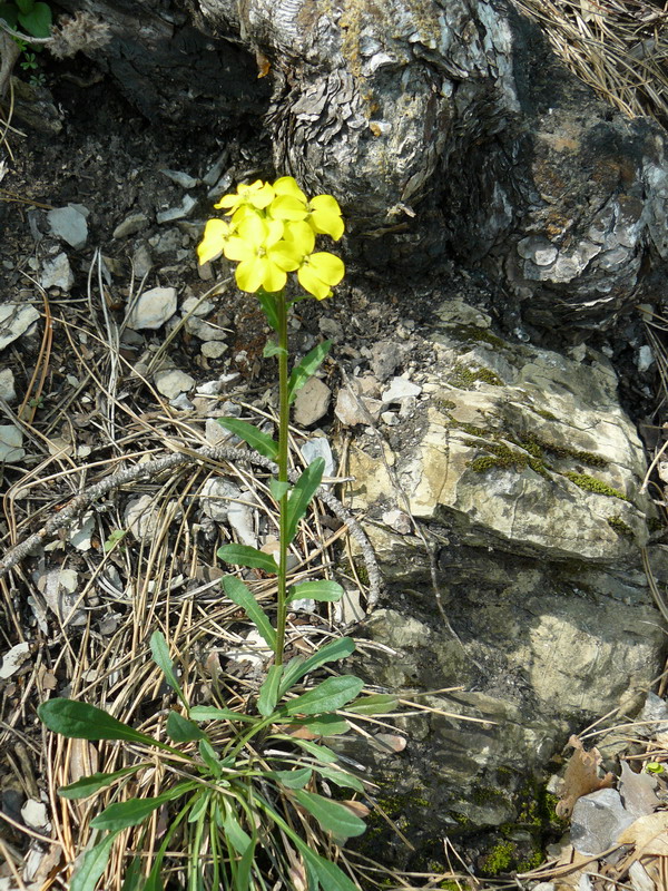 Image of Erysimum cuspidatum specimen.