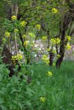 Brassica campestris. Цветущее растение. Крым, Севастополь, сорное место. 25 апреля 2013 г.