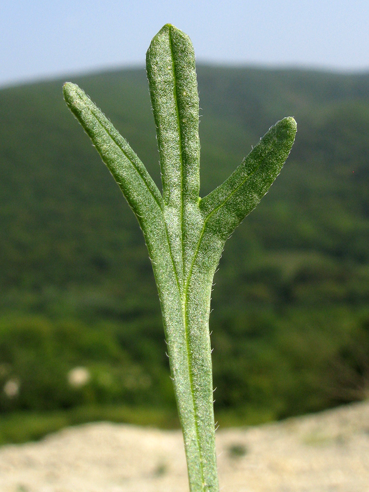 Изображение особи Ajuga chia.