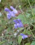 Salvia ringens. Верхушка побега с цветками. Черноморское побережье Кавказа, щель Прасковеевская, обочина дороги по склону хребта над селом Прасковеевка. 24.08.2013.