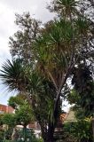 Dracaena arborea. Часть кроны цветущего дерева. Таиланд, Бангкок, в культуре. 17.06.2013.