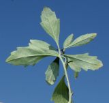 Baccharis halimifolia