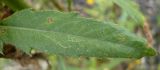 Cirsium setosum