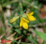 Lotus corniculatus