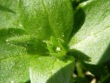 Stellaria pallida. Цветок и бутон. Крым, Севастополь, газон. 8 марта 2009 г.