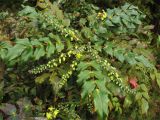 Mahonia bealei