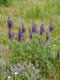 Salvia deserta