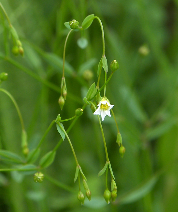 Изображение особи Linum catharticum.