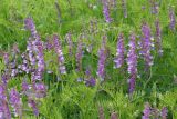 Vicia tenuifolia