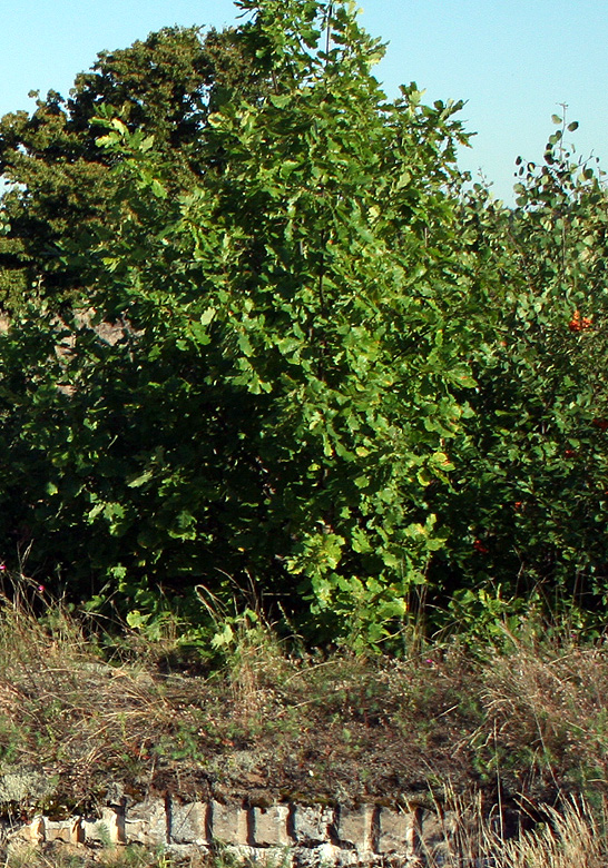 Изображение особи Quercus petraea.