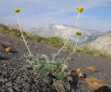 Anthemis подвид pectinata