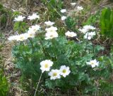 Callianthemum sajanense