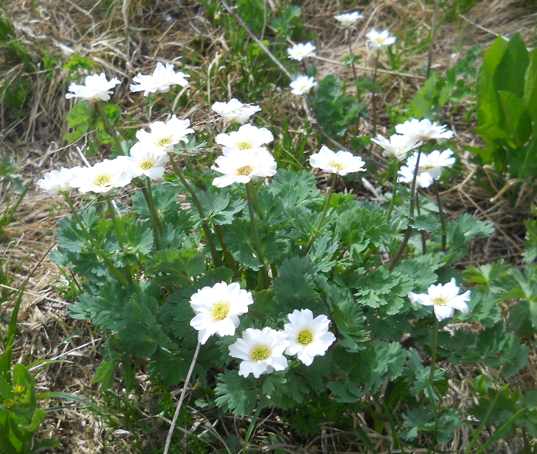 Изображение особи Callianthemum sajanense.