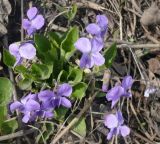 Viola hirta