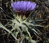 Cynara cardunculus