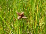 Bolboschoenus planiculmis