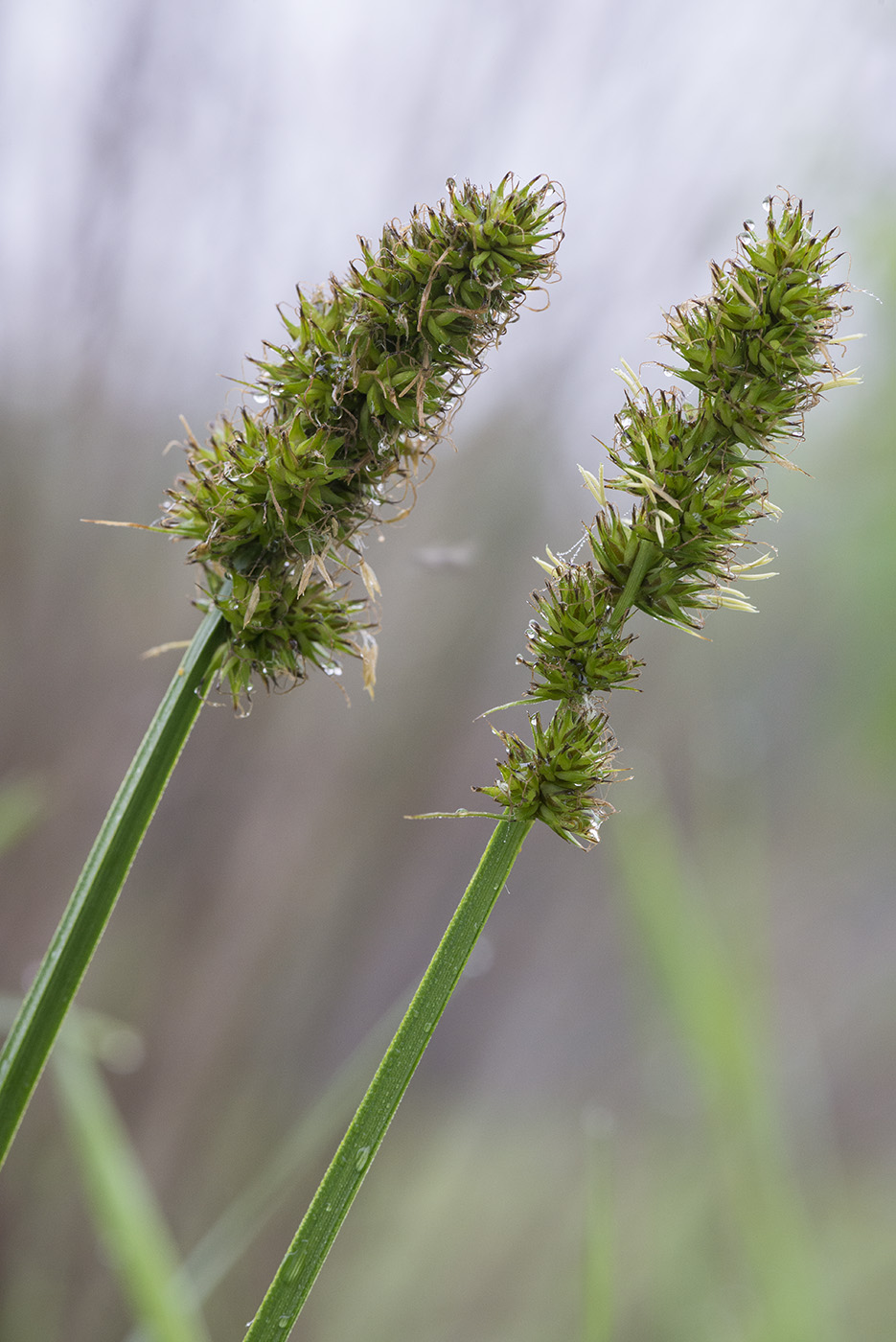 Изображение особи Carex vulpina.