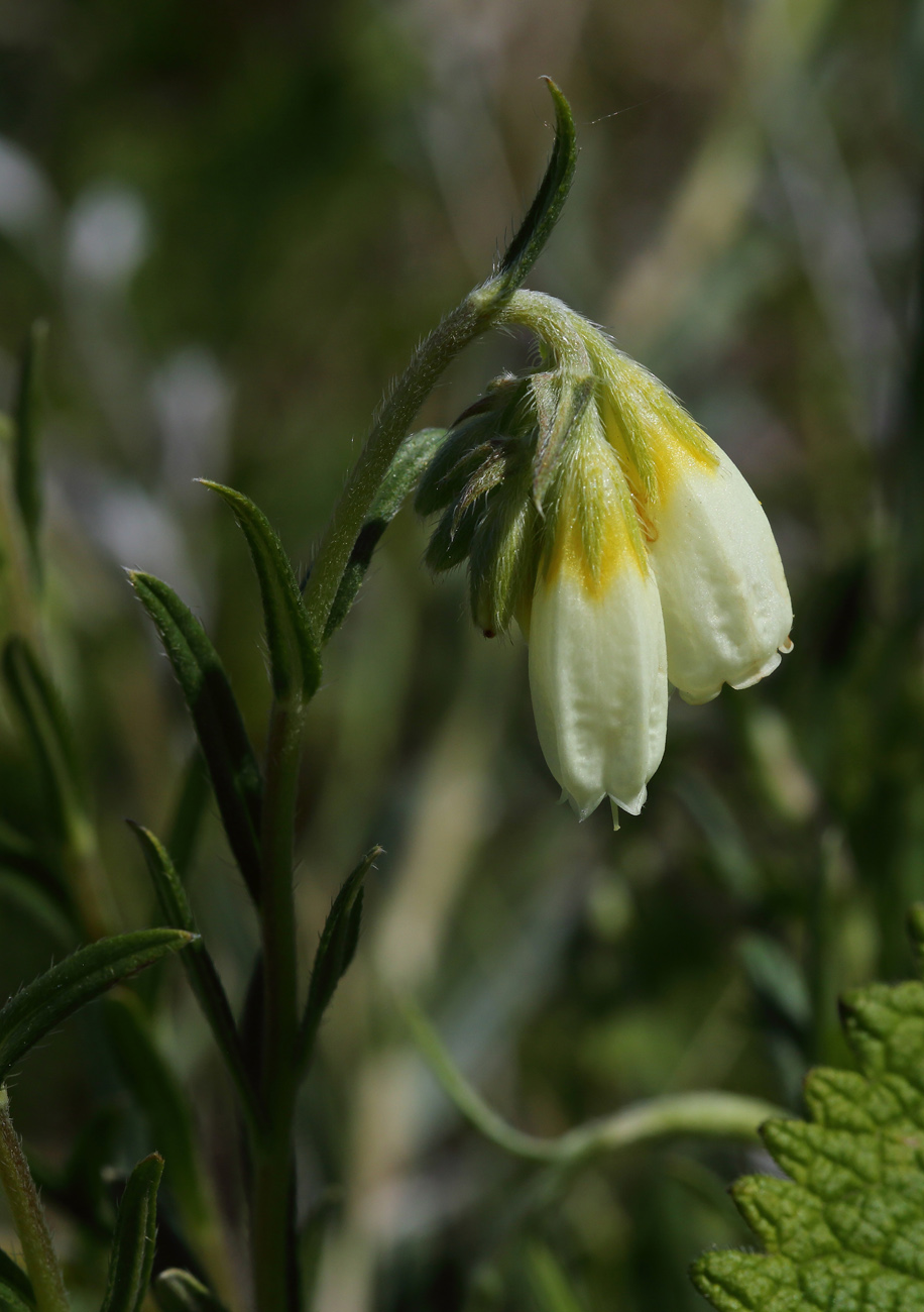 Image of Onosma simplicissima specimen.