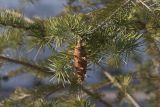 Pseudotsuga menziesii. Ветка с шишкой. Саратов, набережная Космонавтов, на газоне. 20.08.2017.