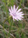 Scorzonera purpurea