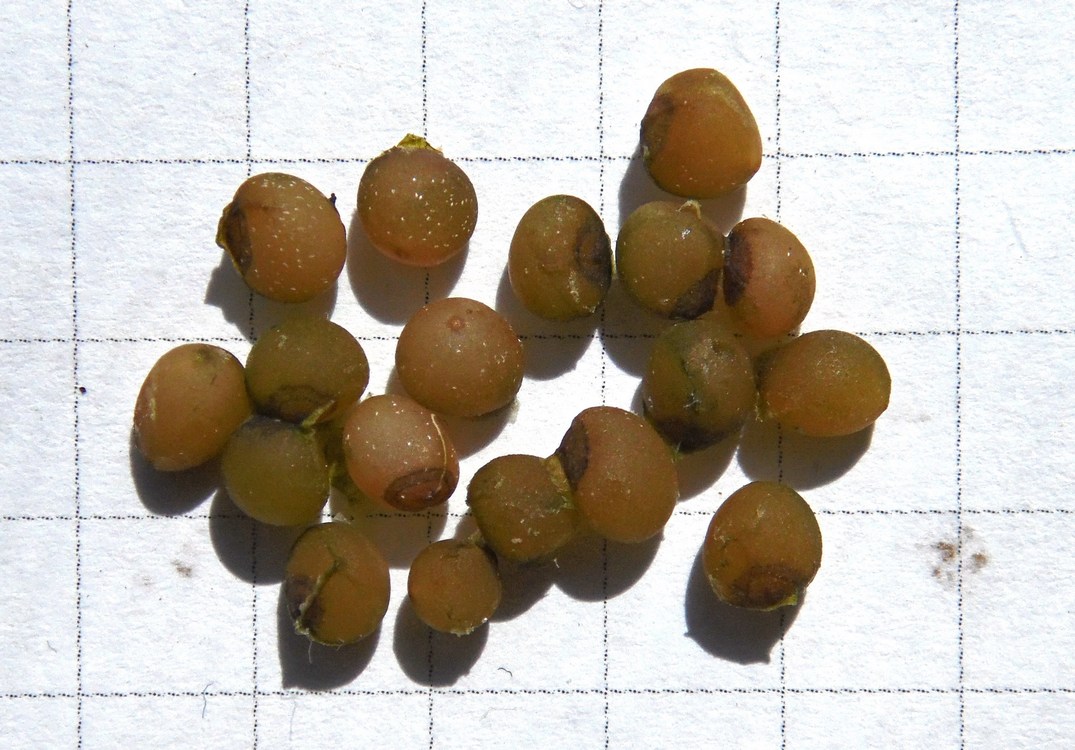 Изображение особи Polygonatum glaberrimum.