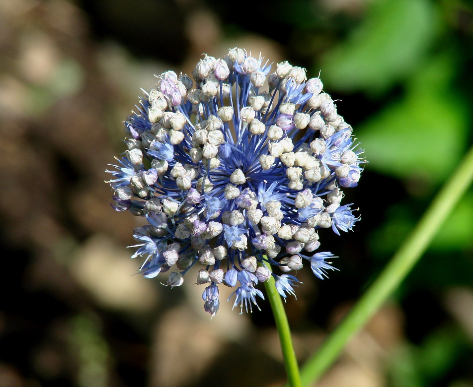 Image of Allium caeruleum specimen.