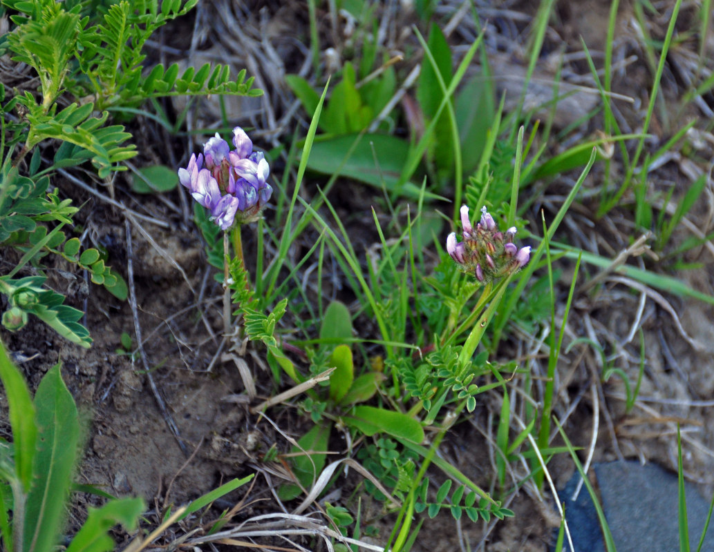 Изображение особи Oxytropis alpina.