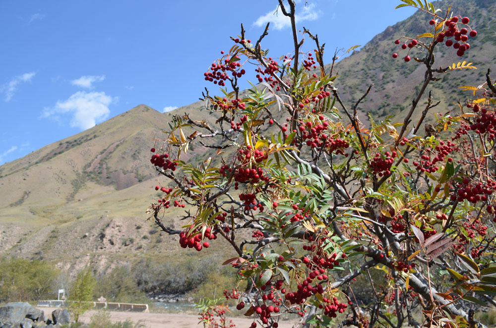 Изображение особи Sorbus tianschanica.