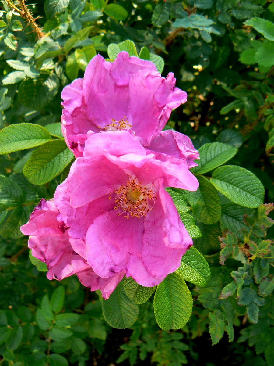 Изображение особи Rosa rugosa.