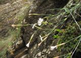 Dianthus elbrusensis