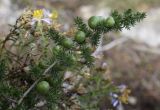 Asparagus acutifolius