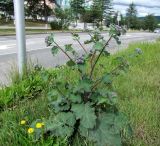 Arctium tomentosum. Растение с нераспустившимися соцветиями. Магаданская обл., г. Магадан, на газоне. 02.08.2018.