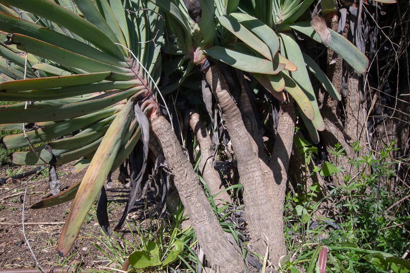 Изображение особи Aloe plicatilis.