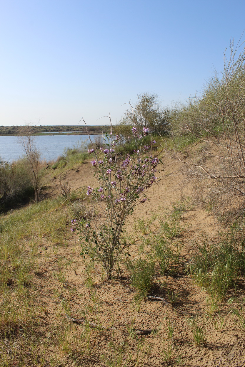 Изображение особи Astragalus paucijugus.